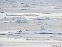 Filename=Svalbard_20150704_2053croC-web.jpg
Filesize=164KiB
Dimensions=1200x900
Date added=Jul 09, 2015 Svalbard_20150704_2053croC-web.jpg
