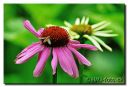 Filename=AFS_300f4_test_142-red-web.jpg
Filesize=71KiB
Dimensions=844x575
Date added=Jul 26, 2013 AFS_300f4_test_142-red-web.jpg