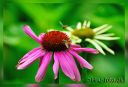 Filename=AFS_300f4_test_149-red-web.jpg
Filesize=64KiB
Dimensions=844x575
Date added=Jul 26, 2013 AFS_300f4_test_149-red-web.jpg