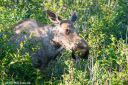 Alaska_20160626_0727_web~0.jpg