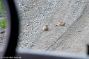 Filename=Alaska_20160626_0924_web.jpg
Filesize=317KiB
Dimensions=1200x800
Date added=Aug 01, 2016 Alaska_20160626_0924_web.jpg