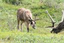 Filename=Alaska_20160626_1376_web.jpg
Filesize=292KiB
Dimensions=1200x800
Date added=Aug 01, 2016 Alaska_20160626_1376_web.jpg