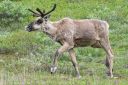 Filename=Alaska_20160626_1395_web.jpg
Filesize=357KiB
Dimensions=1200x800
Date added=Aug 01, 2016 Alaska_20160626_1395_web.jpg