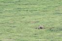 Filename=Alaska_20160626_1473_web.jpg
Filesize=234KiB
Dimensions=1200x800
Date added=Aug 01, 2016 Alaska_20160626_1473_web.jpg