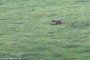 Alaska_20160626_1538_web.jpg