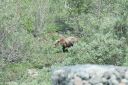 Filename=Alaska_20160626_1615_web.jpg
Filesize=320KiB
Dimensions=1200x800
Date added=Aug 01, 2016 Alaska_20160626_1615_web.jpg