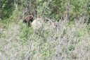 Filename=Alaska_20160626_1678_web.jpg
Filesize=338KiB
Dimensions=1200x800
Date added=Aug 01, 2016 Alaska_20160626_1678_web.jpg