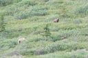 Filename=Alaska_20160626_2029_web.jpg
Filesize=284KiB
Dimensions=1200x800
Date added=Aug 01, 2016 Alaska_20160626_2029_web.jpg