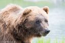 Filename=Alaska_20160630_2657_web.jpg
Filesize=190KiB
Dimensions=1200x800
Date added=Aug 01, 2016 Alaska_20160630_2657_web.jpg