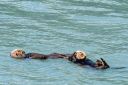 Filename=Alaska_20160702_3263_web.jpg
Filesize=212KiB
Dimensions=1200x800
Date added=Jul 15, 2016 Alaska_20160702_3263_web.jpg