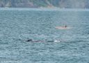 Filename=Alaska_20160702_3299_web.jpg
Filesize=214KiB
Dimensions=1200x857
Date added=Jul 15, 2016 Alaska_20160702_3299_web.jpg