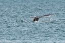 Alaska_20160702_3334_udsnit-web.jpg