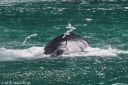 Filename=Alaska_20160702_3433_web.jpg
Filesize=257KiB
Dimensions=1200x800
Date added=Jul 15, 2016 Alaska_20160702_3433_web.jpg