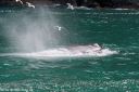 Filename=Alaska_20160702_3442_web.jpg
Filesize=262KiB
Dimensions=1200x800
Date added=Jul 15, 2016 Alaska_20160702_3442_web.jpg