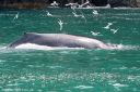 Alaska_20160702_3450_web.jpg