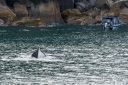 Alaska_20160702_4431_web.jpg
