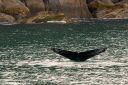 Filename=Alaska_20160702_4446_web.jpg
Filesize=322KiB
Dimensions=1200x800
Date added=Aug 02, 2016 Alaska_20160702_4446_web.jpg
