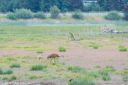 Alaska_20160704_4543_web.jpg