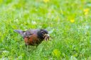 Filename=Alaska_20160706_4686_web.jpg
Filesize=218KiB
Dimensions=1200x800
Date added=Aug 01, 2016 Alaska_20160706_4686_web.jpg