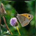 Filename=Avnoe_068-bes-web.jpg
Filesize=120KiB
Dimensions=844x844
Date added=Jul 31, 2012 Avnoe_068-bes-web.jpg