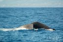 Azoerne_Whale_1V2_20190812_046_web.jpg