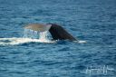 Azoerne_Whale_1V2_20190812_051_web.jpg