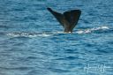 Azoerne_Whale_1V2_20190812_063_web.jpg
