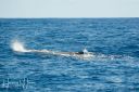 Azoerne_Whale_1V2_20190812_078_web.jpg