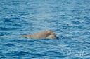 Azoerne_Whale_1V2_20190812_225_web.jpg