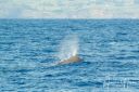 Azoerne_Whale_1V2_20190812_269_web.jpg