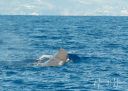 Azoerne_Whale_1V2_20190812_315_web.jpg