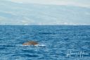 Azoerne_Whale_1V2_20190812_333_web.jpg