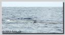 Filename=AzorWhales191-besWeb.jpg
Filesize=64KiB
Dimensions=800x439
Date added=Aug 05, 2010 AzorWhales191-besWeb.jpg