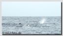 Filename=AzorWhales277-beWeb.jpg
Filesize=52KiB
Dimensions=800x460
Date added=Aug 05, 2010 AzorWhales277-beWeb.jpg