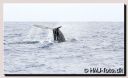 Filename=AzorWhales318-beWeb.jpg
Filesize=107KiB
Dimensions=800x490
Date added=Aug 03, 2010 AzorWhales318-beWeb.jpg