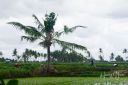 Bali_20180706_0046_web_logo.jpg