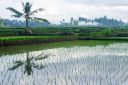Bali_20180707_0065_web.jpg