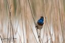 Ballum_Sluse_Romae_Daem_20190426_045_web.jpg