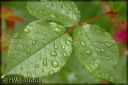 Blomster_regn56-web800.jpg