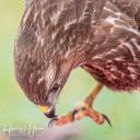 Caspers_skjul_20200122_126_web.jpg