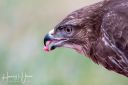 Caspers_skjul_20200122_191_web.jpg
