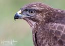 Caspers_skjul_20200122_241_web.jpg