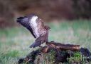 Caspers_skjul_20200122_515_web.jpg