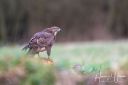 Caspers_skjul_20200122_601_web.jpg