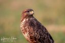 Caspers_skjul_20200122_641_gylden_web.jpg