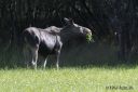 Filename=DSC_2410_elge_web.jpg
Filesize=168KiB
Dimensions=1200x800
Date added=Oct 25, 2017 DSC_2410_elge_web.jpg