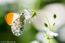 ErritsoEng_20170522_18_web.jpg