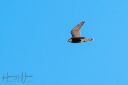 Fano_20240921_859_web.jpg