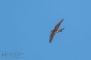 Fano_20240921_863_web.jpg