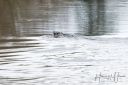 Fladebro_20240226_104_web.jpg